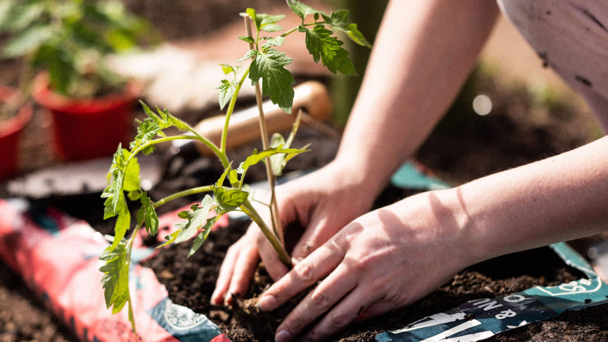 5 Easy Vegetables to Grow for First-Time Gardeners
