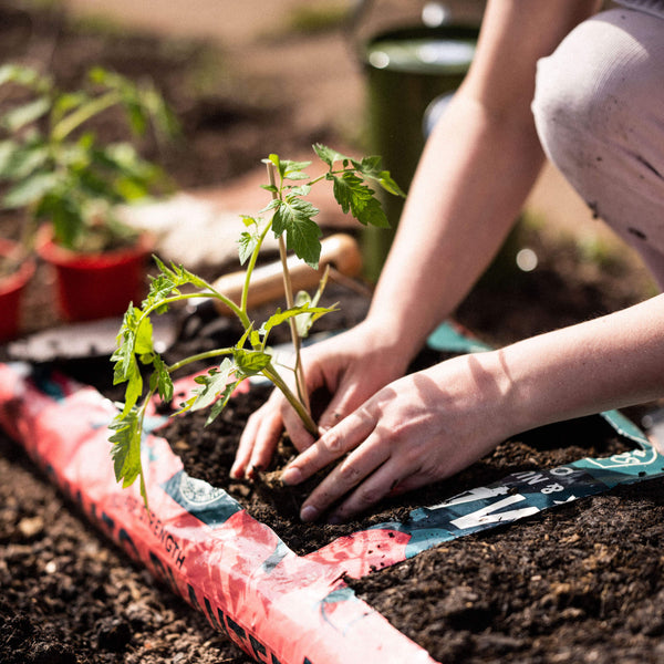 5 Easy Vegetables to Grow for First-Time Gardeners