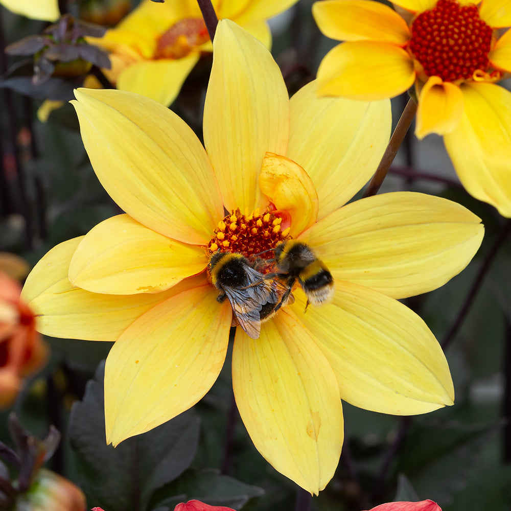 Top 10 Plants for Low-Maintenance Gardens