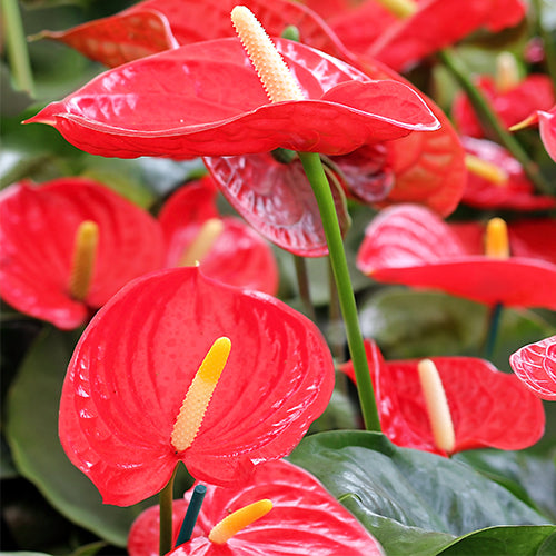 Anthurium