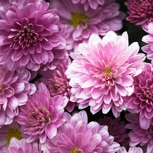 Chrysanthemum