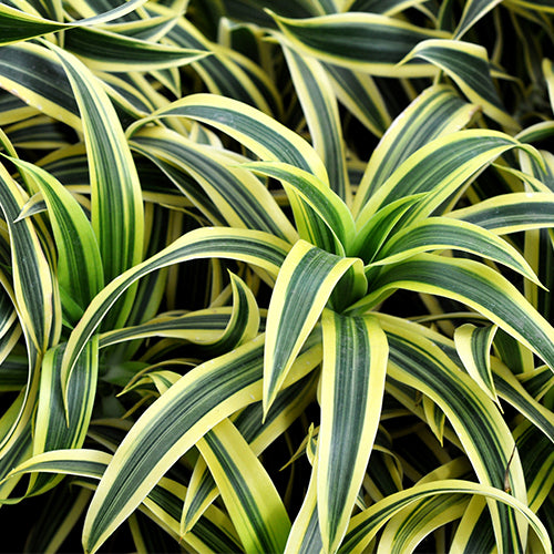 Dracaena