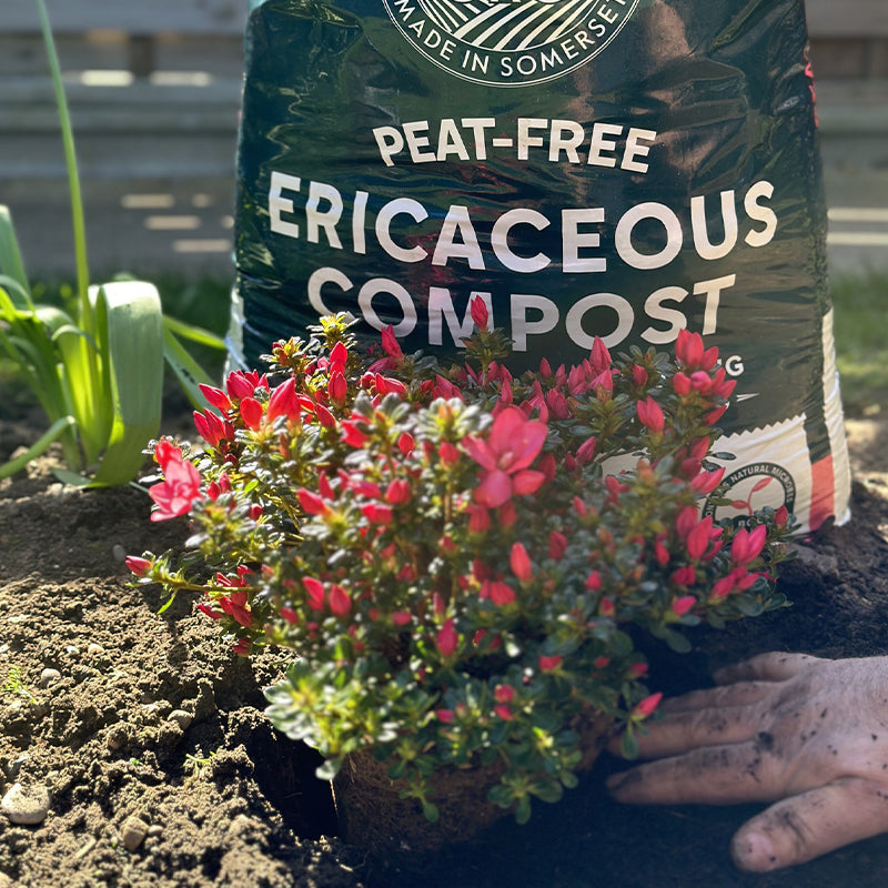 Rocket Gro Ericaceous Compost 40L