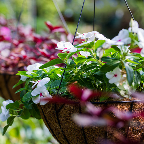 Hanging Baskets