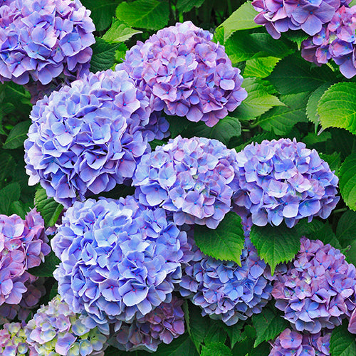 Hydrangea