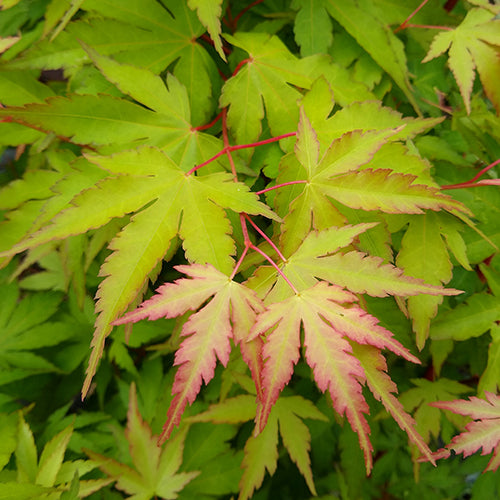 Japanese Acer
