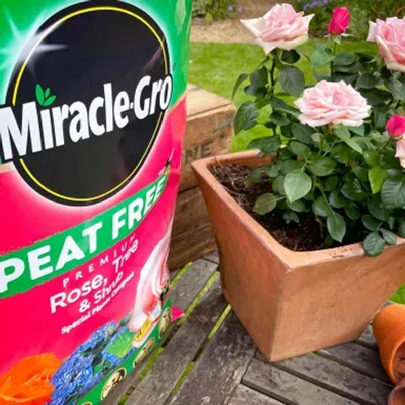 Evergreen Miracle-Gro Rose Tree Shrub Peat Free 40L