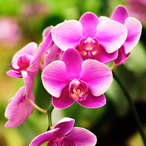 Orchid