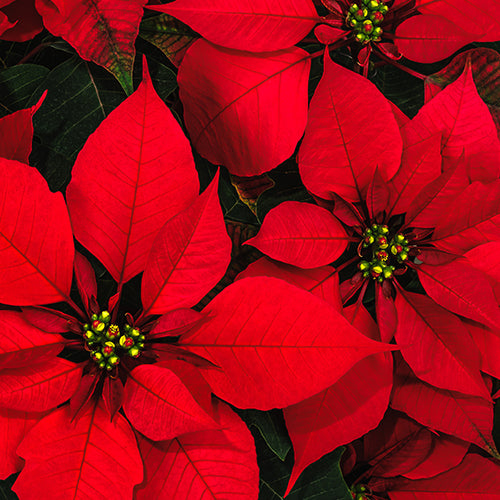 Poinsetta