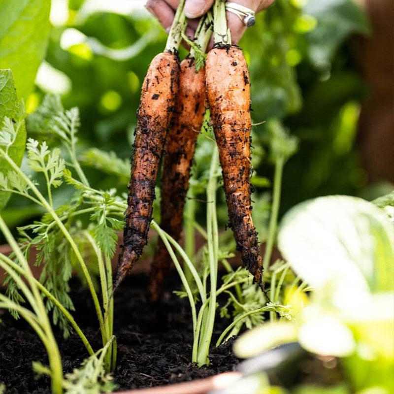 Rocket Gro Fruit & Veg Compost 40L