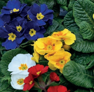 Bedding Plants