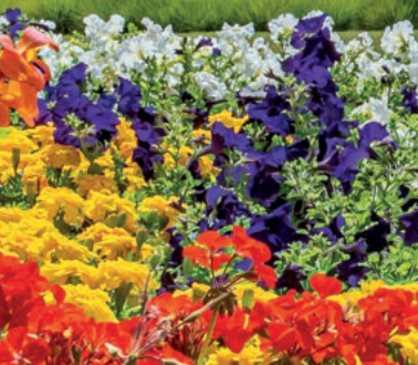 Summer Bedding Plants