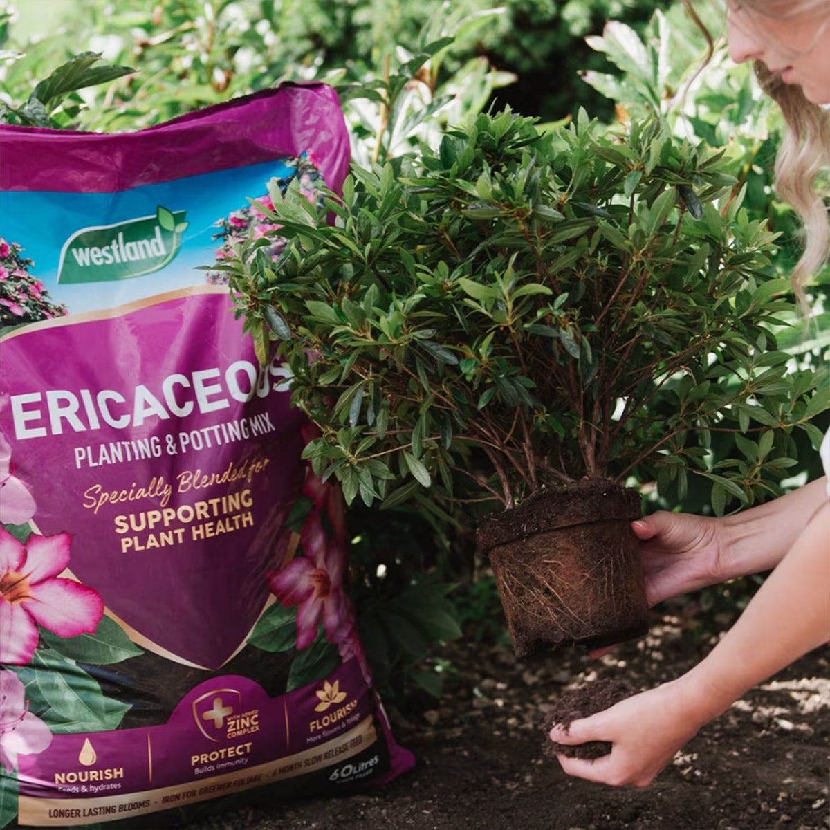 Westland Ericaceous Planting & Potting Mix 50L